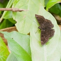 HESPERIIDAE, Erynnis meridianus